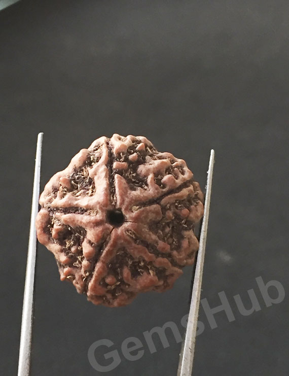 5 Mukhi Certified Nepali Rudraksha